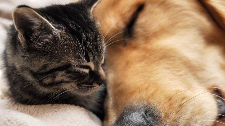 This Is Love, Dog Sleeping With Cat